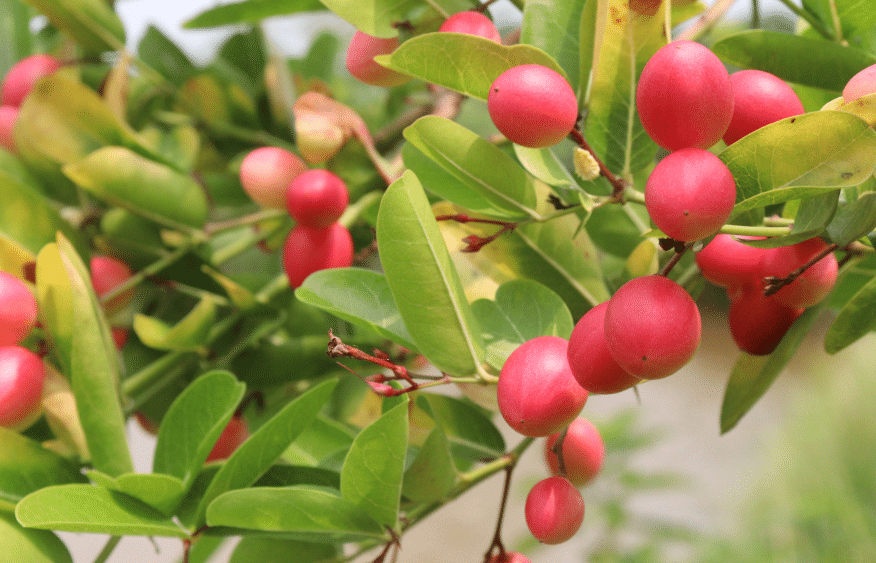 20 Fruits de baie du miracle - Mbaie Miracle