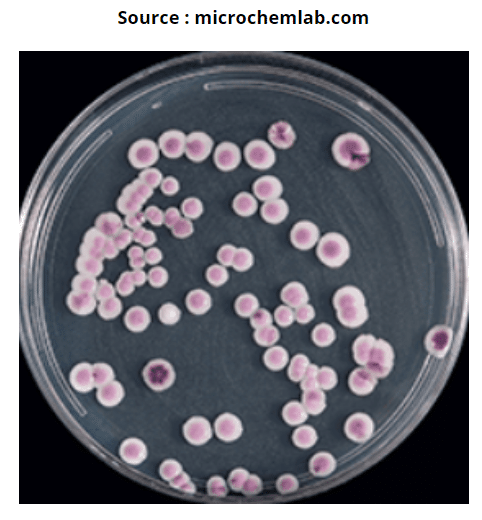 Candida parapsilosis