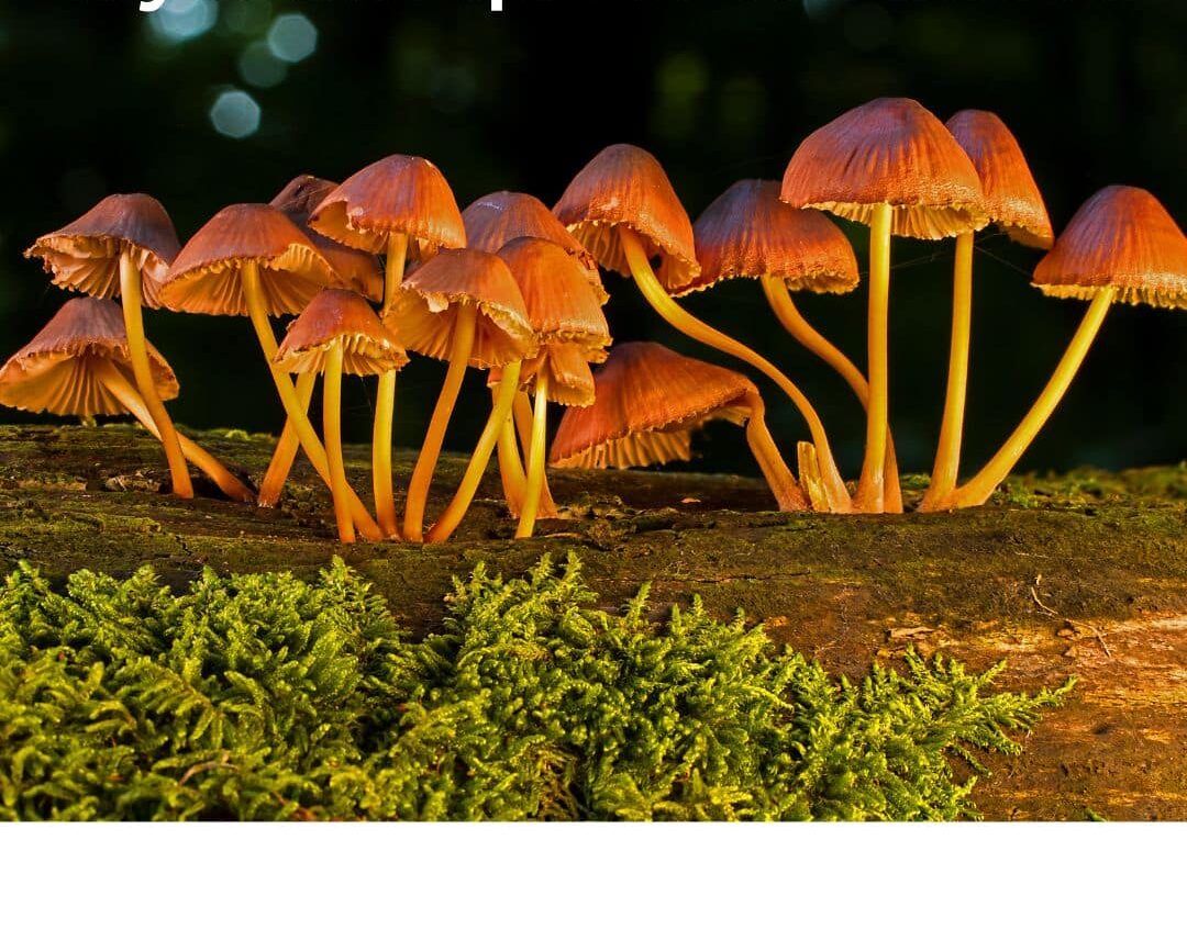 candidose et mycotherapie