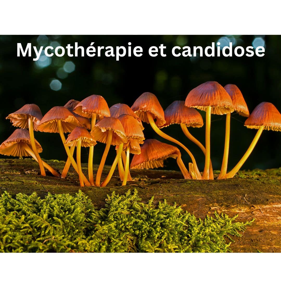 Mycothérapie et candidose