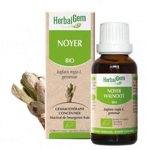 bourgeon de noyer candidose candida albicans