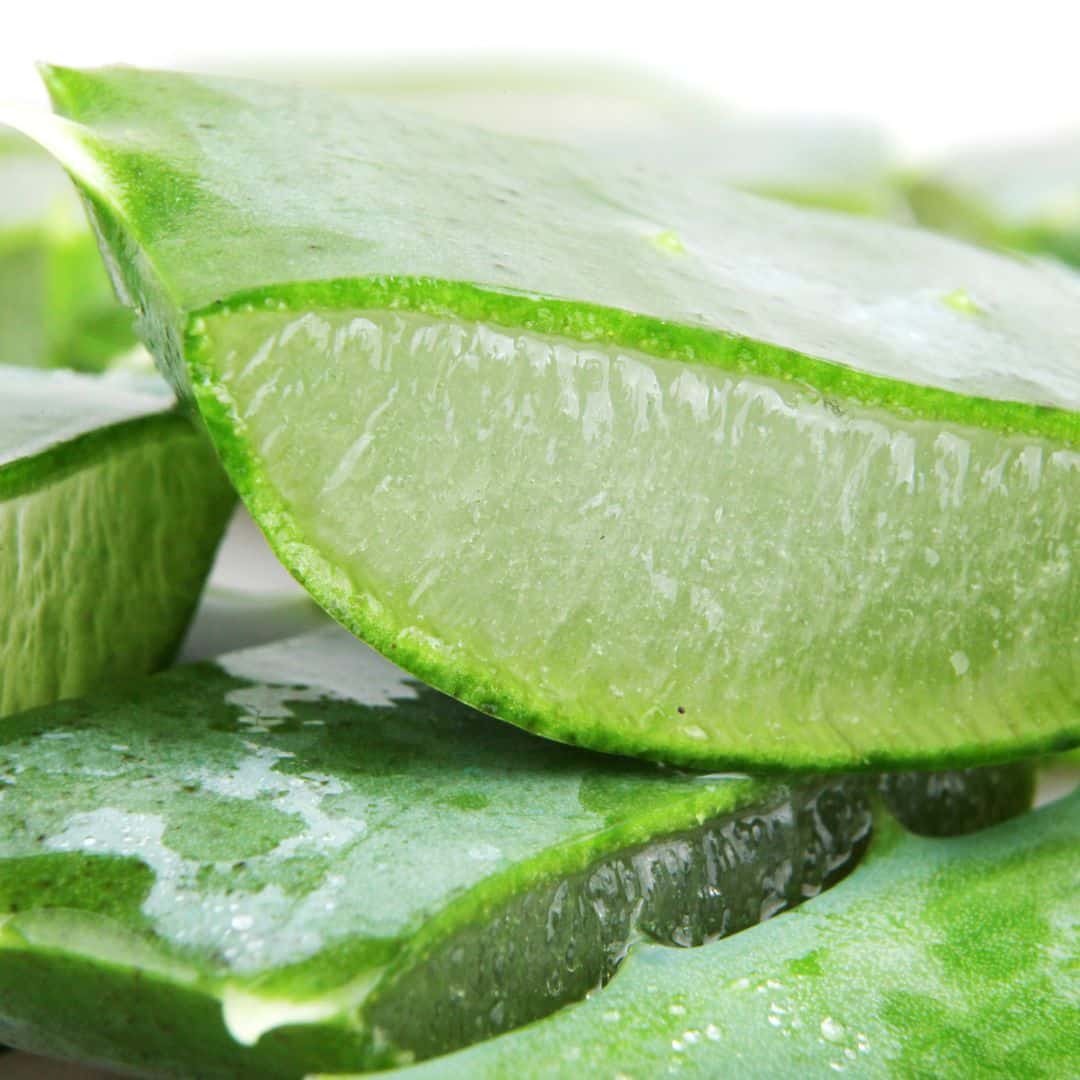 aloe vera candidiasis
